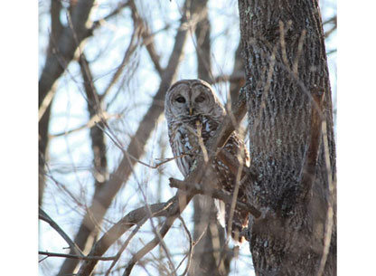 Photograph of a Barred Owl in the Swamp