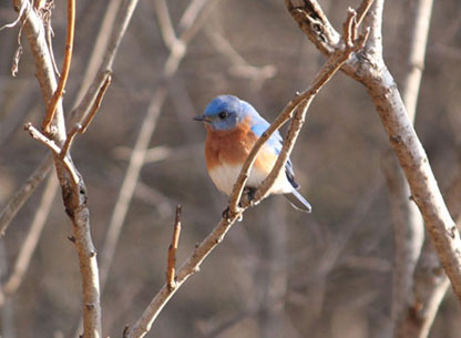 Photograph of a Male Bluebird