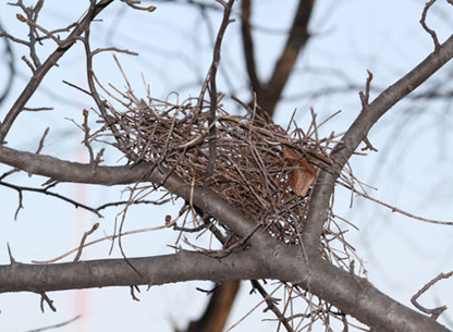 Photograph of a Bird Nest