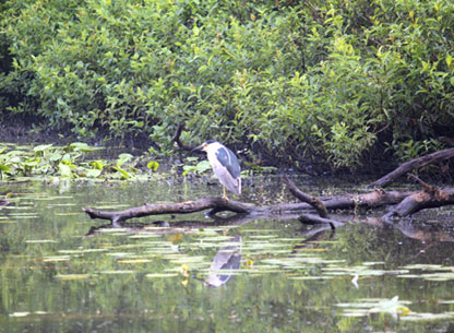 Photograph of a Black Crowned Night Heron