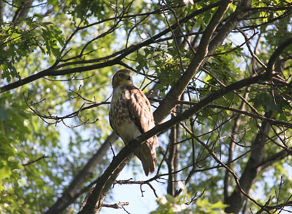 Photograph of a Red Tail Hawk