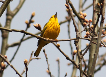 Photograph of a Yellow Warbler