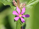 Photograph of Pink Wildflower