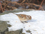Photo of Anerican Tree Sparrow