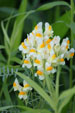 Photo of Yellow Flax Wildflower